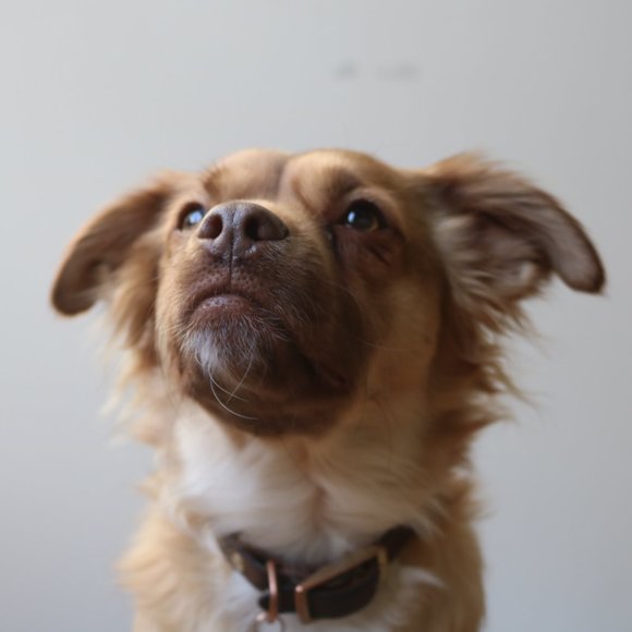 Meet your Posher, Tina - Picture 1 of 1